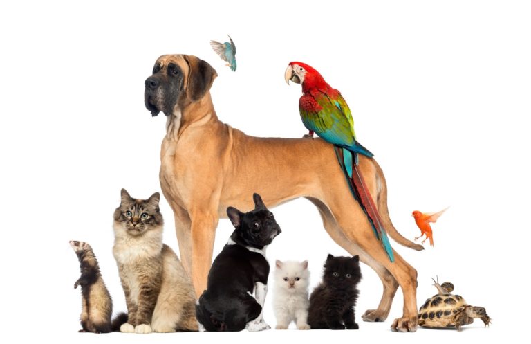 Feng Shui Your Pets?