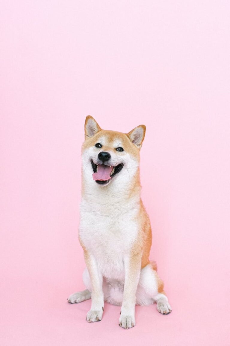 4 awesome tips on socializing a new pet pal during Covid-19.