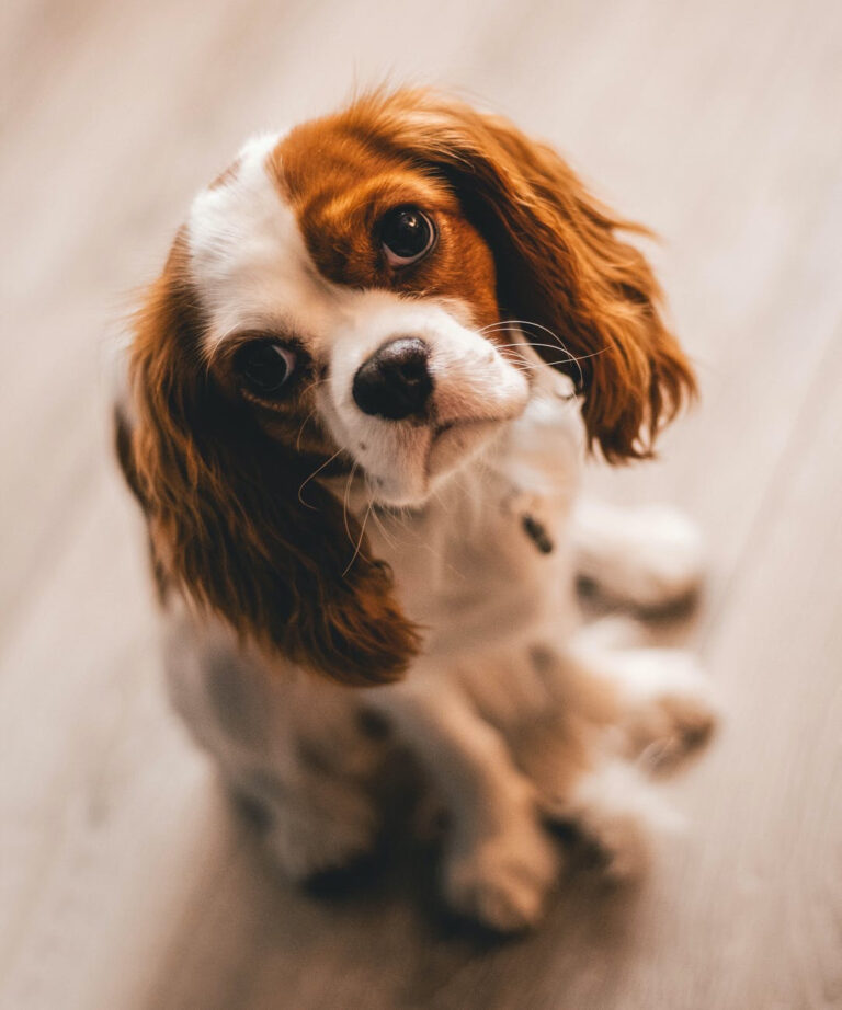 A small post on what to expect for your pet in 2026!