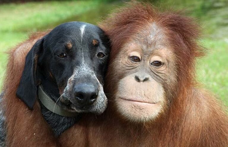 Do animals need words to communicate the way we do?